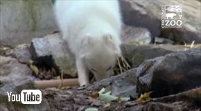 シンシナティ動物園ホッキョクギツネ