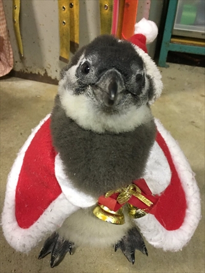 東北サファリパーク　サプライズ企画