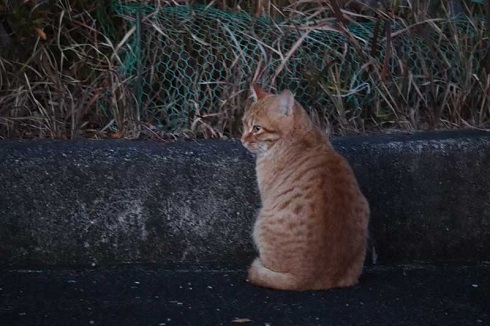 一眼レフ カメラ 初めて 猫 速そう 足 動き