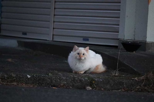 一眼レフ カメラ 初めて 猫 速そう 足 動き