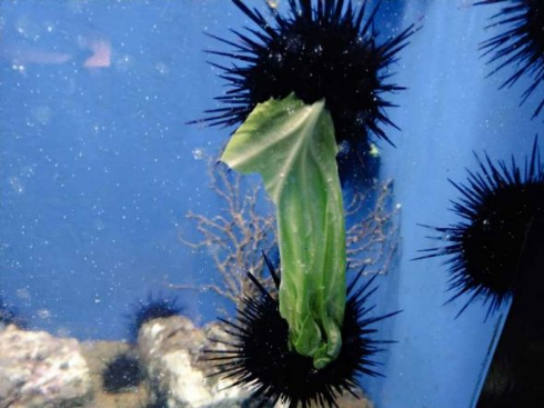 ウニ キャベツ 闘い 食べる