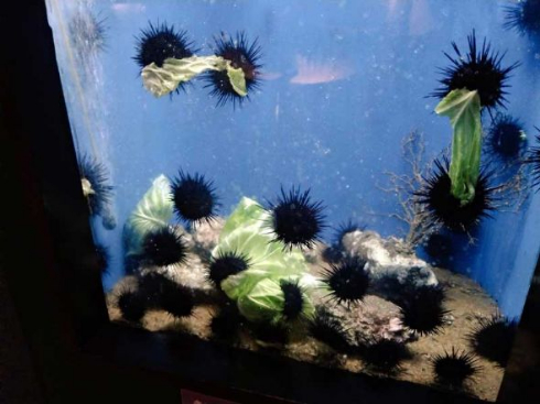 ウニ キャベツ 闘い 食べる