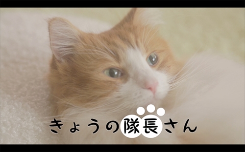 スクスト猫動画