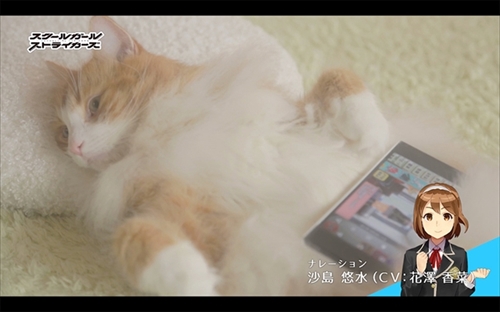 スクスト猫動画