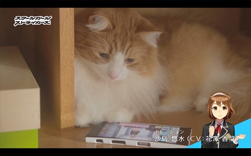 スクスト猫動画