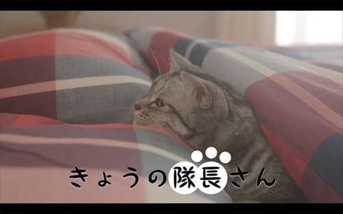 スクスト猫動画