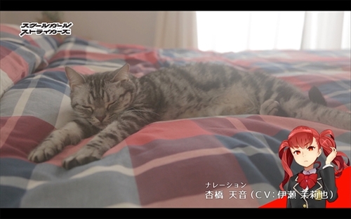 スクスト猫動画