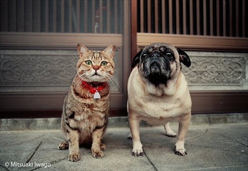 岩合光昭写真展「ねこといぬ」