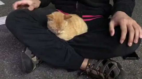 お客さま 困ります 猫 野良 懐く