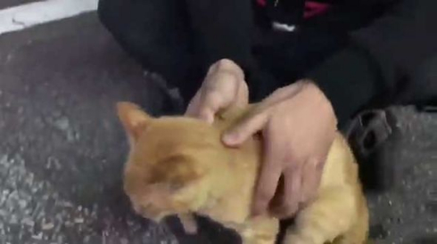 お客さま 困ります 猫 野良 懐く