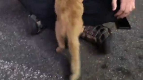 お客さま 困ります 猫 野良 懐く