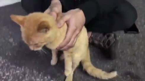 お客さま 困ります 猫 野良 懐く