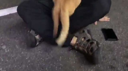 お客さま 困ります 猫 野良 懐く