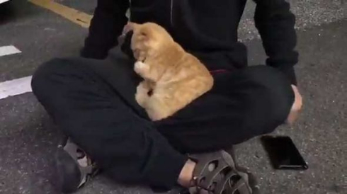 お客さま 困ります 猫 野良 懐く