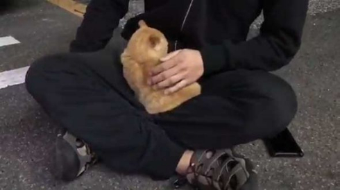 お客さま 困ります 猫 野良 懐く