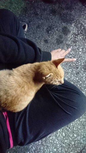 お客さま 困ります 猫 野良 懐く