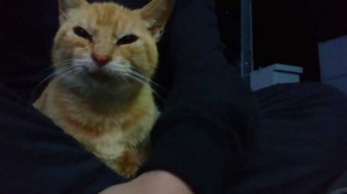 お客さま 困ります 猫 野良 懐く