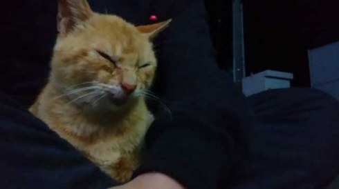 お客さま 困ります 猫 野良 懐く