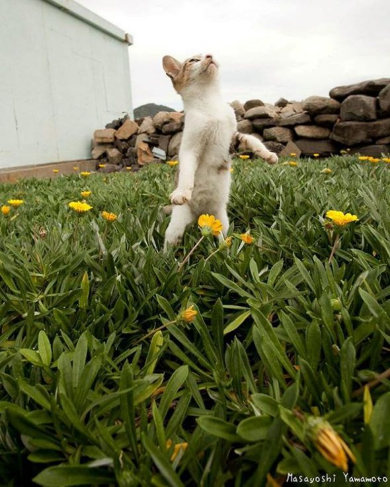 立ち猫 写真 山本正義