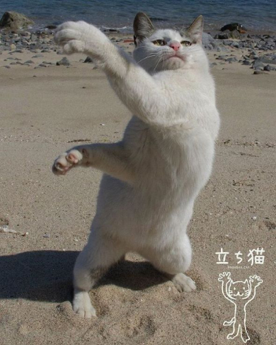 立ち猫 写真 山本正義