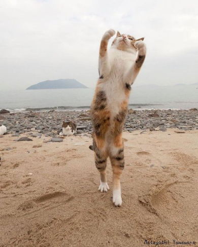 立ち猫 写真 山本正義