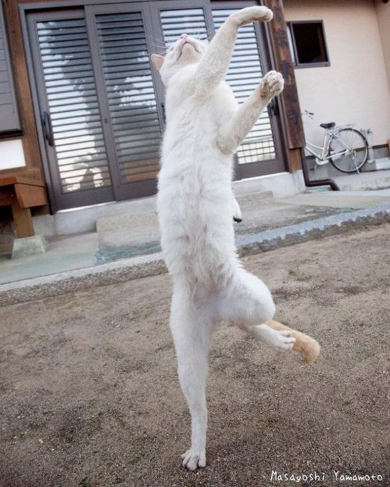 立ち猫 写真 山本正義