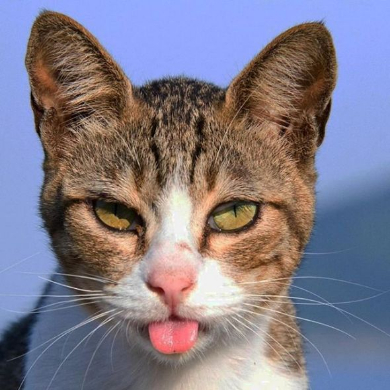 立ち猫 写真 山本正義