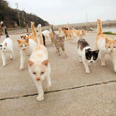 立ち猫 写真 山本正義