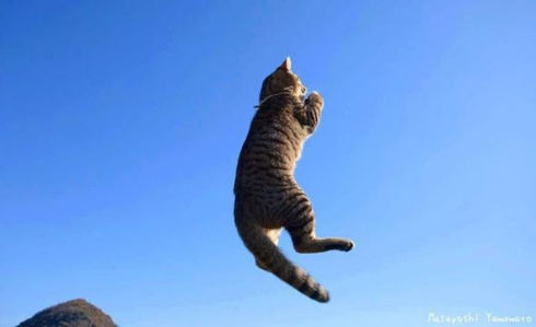 立ち猫 写真 山本正義