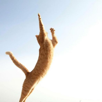 立ち猫 写真 山本正義