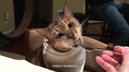 お食事猫