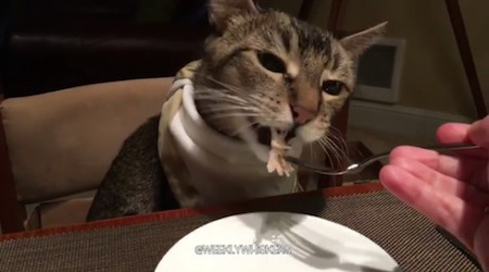 お食事猫