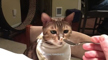 お食事猫