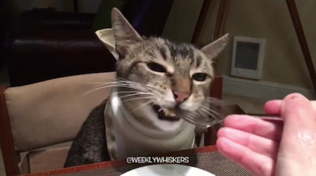 お食事猫