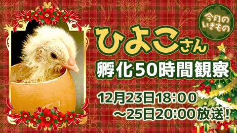 ひよこ 孵化 50時間観察 ニコ生 信州大学農学部