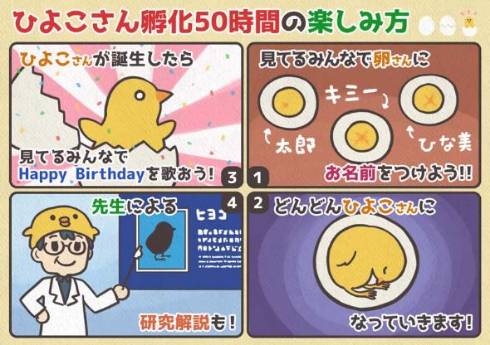 ひよこ 孵化 50時間観察 ニコ生 信州大学農学部