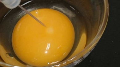 ひよこ 孵化 50時間観察 ニコ生 信州大学農学部