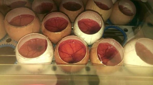 ひよこ 孵化 50時間観察 ニコ生 信州大学農学部