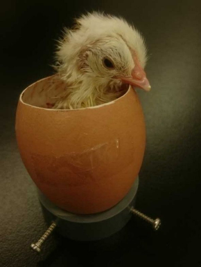 ひよこ 孵化 50時間観察 ニコ生 信州大学農学部