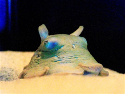 サンシャイン水族館