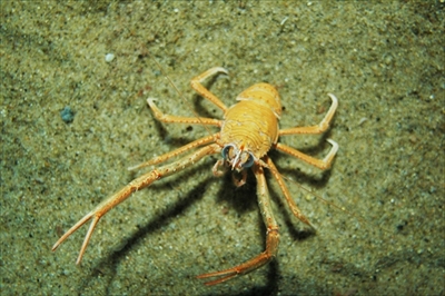 サンシャイン水族館