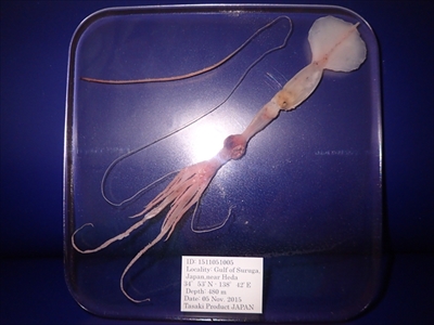 サンシャイン水族館