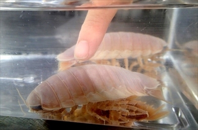 サンシャイン水族館