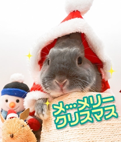 うさぎのふうた