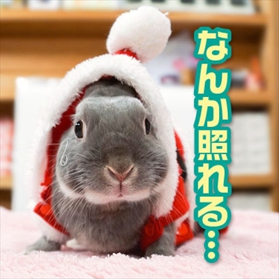 うさぎのふうた