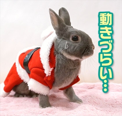 うさぎのふうた