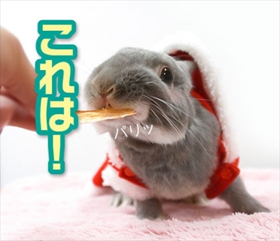 うさぎのふうた