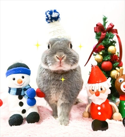 うさぎのふうた