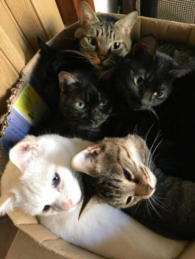 猫 部屋 ダンボール 置き忘れ 結果