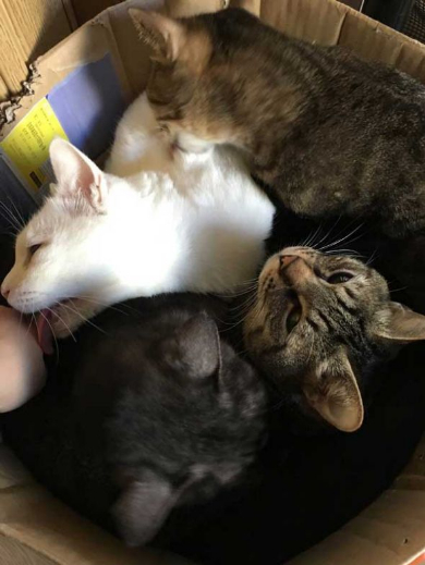 猫 部屋 ダンボール 置き忘れ 結果
